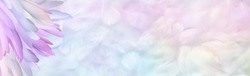 Multicoloured pastel Angel Feather Message Banner Background - a pile of long rainbow coloured feathers in left corner and wide message area with pastel coloured small random fluffy feathers 
