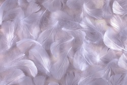 Angelic Lilac Shimmering Silk and Fluffy feathers background - randomly scattered short white curly bird feathers laying on top of lilac coloured silk satin shiny cloth 
