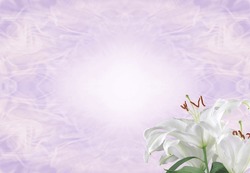 Lilac Funeral Wake Order of Service Lily Template - white lily head against a subtle angelic ethereal gaseous pastel coloured background with copy space
