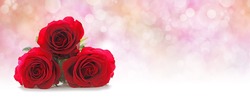 Three Beautiful Red Roses Website Header -  Three red rose heads stacked on left hand side on a misty pink peach colored bokeh background with plenty of copy space on right hand side