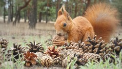 Pine cones in the forest.A squirrel gnaws a nut, found a nut, cones, a handful, many cones lie on the ground, on the grass