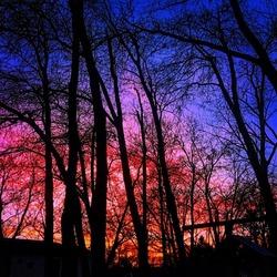 Finishing sunset, vibrance of colors, through silhouetted trees.