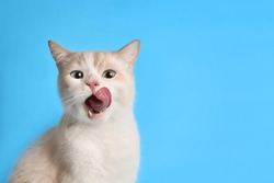 Funny cat licks his lips. Portrait of a white-red kitten with beautiful blue eyes, looking straight ahead. Lovely hungry cat. studio photo. Free space for text.