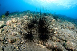 Black and spiny Sea Urchins on the sea bed. Underwater image taken on scuba trip in Indonesia.