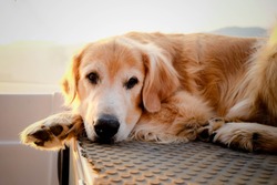Old dog Golden Retriever relax on boat