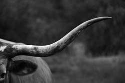 Large Texas Longhorn shows grit of horns closeup on rural farm.  Black and white cow portrait.