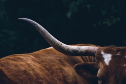 Texas Longhorn cow close up on farm resting