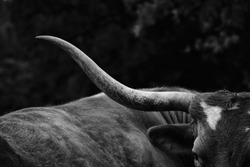 Texas Longhorn heifer being lazy shows horn in detail close up.  Cattle industry concept in black and white.