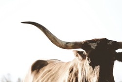 Rustic Texas Longhorn cow close up with room for text, vintage style.