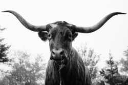 Texas longhorn cow looking funny with runny nose snot drip in black and white close up.