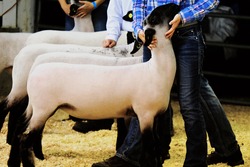 Market lamb show at fair shows agriculture event.