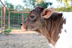 Cow farming shows beef calf head with large eyes closeup.