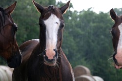 Blaze face horse with herd of mares shows horses in rain weather on ranch.