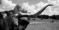 Curious and nosey Texas Longhorn cow closeup during summer in black and white.