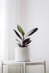 Modern houseplants with Ficus plant in a white pot nearly window at the corner of the room , minimal creative home decor concept, Ficus Elastica Burgundy or Rubber Plant.