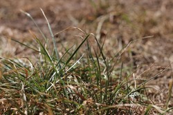 Dead, Dying Grass in UK Heatwave, Drought Declared, Brown Dry Lawn