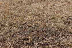Dead, Dying Grass in UK Heatwave, Drought Declared, Brown Dry Lawn