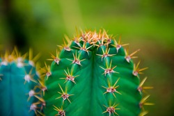 Close up of globe shaped cactus with long thorns , Cactus,Cactus thorn,Close up of globe shaped cactus with long thorns-Focus thorns
