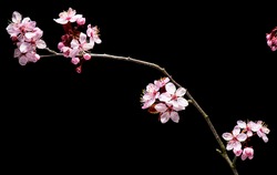 Flowering pink Cherry flowers on black background. Opening Sakura flowers on branches Cherry tree at spring.