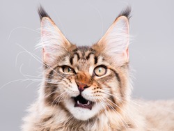 Portrait of domestic black tabby Maine Coon kitten - 5 months old. Cute striped kitty looking at camera. Beautiful young cat make funny face on grey background.