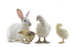 chicken family and rabbit
