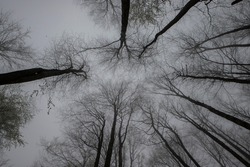 Mysterious trees in gloomy foggy forest 