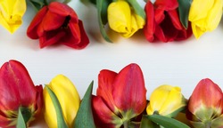 Yellow and red tulips on white wooden board. Background, pattern, texture.