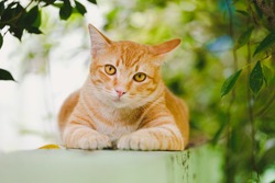 Orange cat lying on the wall of the house Funny gesture
