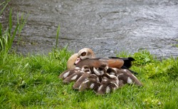 Close up of Egyptian goose and chicks. Alopochen aegyptiaca. Family geese. Motherhood, part of a serie.