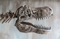 Tyrannosaurus rex skull.
Close up of Giant Dinosaur : T-rex skeleton