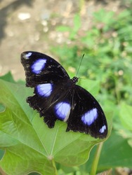 Hypolimnas bolina is a butterfly species that has a very attractive beauty both in terms of color and shape. This butterfly is medium in size, with a wingspan of about 5 cm. 