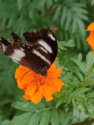 Butterfly on marigold flower. Hypolimnas bolina is a butterfly species that has a very attractive beauty both in terms of color and shape. This butterfly is medium in size, with a wingspan of 5 cm. 