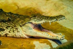 crocodile with open mouth with large teeth close-up
