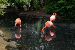 Pink flamingos stand on one leg in dirty water of pond in urban park. Protected nature with lush green trees and wildlife on summer day in touristic place