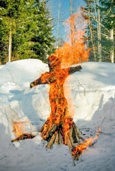 Handmade doll burns on fire standing in white snow in winter forest against green coniferous trees. Burning effigy for Shrovetide on sunny day. Traditional rite