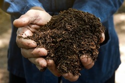 Closeup of Farmer holding fertilizer soil in the agricultural field. Fertilizer soil that is suitable for growing plants and accelerates plant growth. Concept of agriculture.
