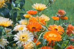 Summer meadow with bright colorful orange calendula flowers (named Calendula officinalis). Wild blooming plants