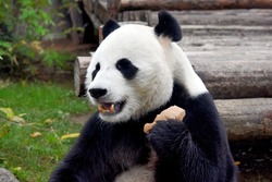 panda bear sits and eats a piece of bread at the zoo Moscow Russia October 2021 .photo