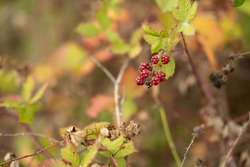
dry leaves and blackberries clinging to life