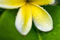 Macro closeup of White plumeria flowers with water droplets on the petals in the morning.