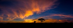 Panorama silhouette tree in africa with sunset.Dark tree on open field dramatic sunrise.Beautiful colorful clouds sky.