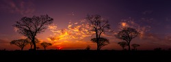 Panorama silhouette tree in africa with sunset.Tree silhouetted against a setting sun.Dark tree on open field dramatic sunrise.