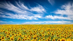 Panorama Landscape Of Sunflower fields And blue Sky clouds Background.Sunflower fields landscapes on a bright sunny day with patterns formed in natural background.
