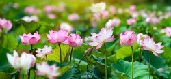 Panoramic of blooming Lotus flower on Green blurred background.Colorful water lily or lotus flower Attraction in the pond .
