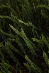 natural plant vegetation texture background wallpaper