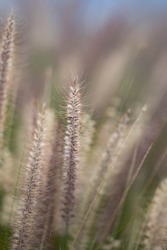 Dreamy Fountain Grass

Fountain grass, smooth and dreamy looks