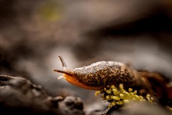 Common garden slug climbing over flowers, macro photo closeup of snail