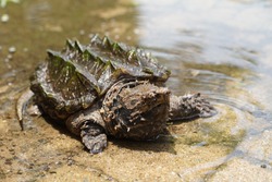 Alligator Snapping turtle in the small pool