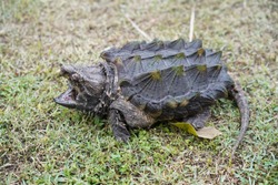Alligator snapping turtle on the grass.