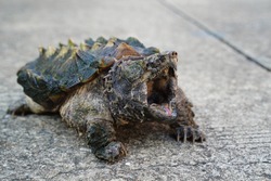 Alligator snapping turtle on the road